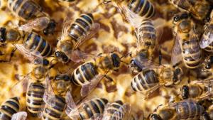 В Канада 5 милиона пчели изпаднаха от камион и предизвикаха