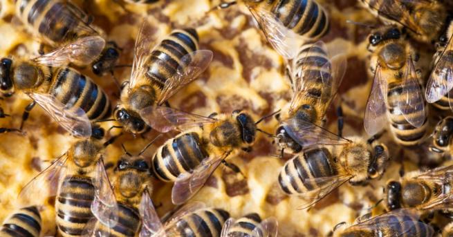 Индийски пчелар се доверява на насекомите за които се грижи