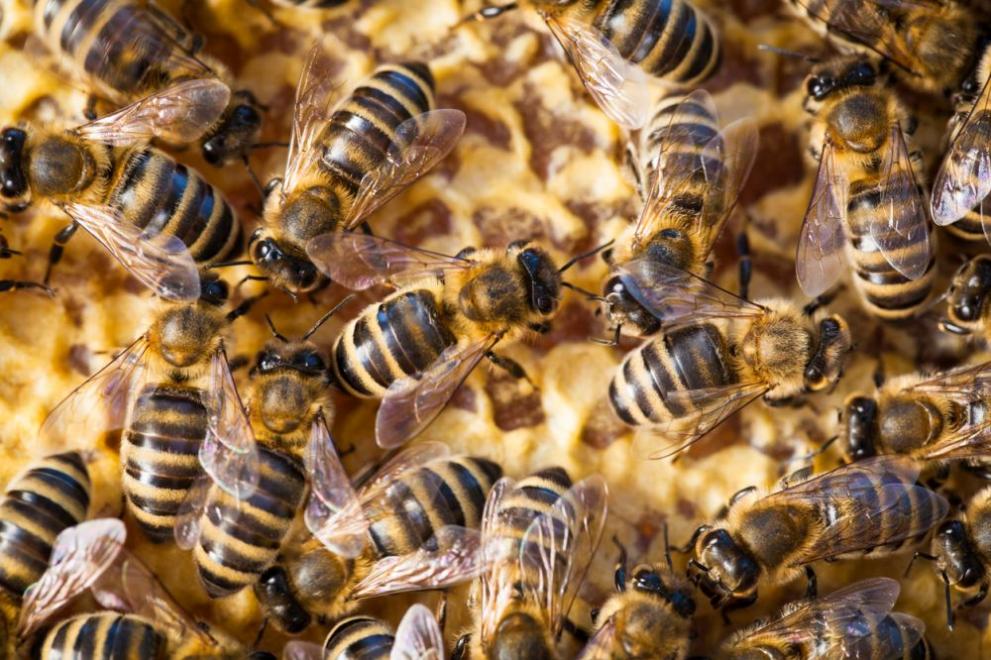 В Канада 5 милиона пчели изпаднаха от камион и предизвикаха