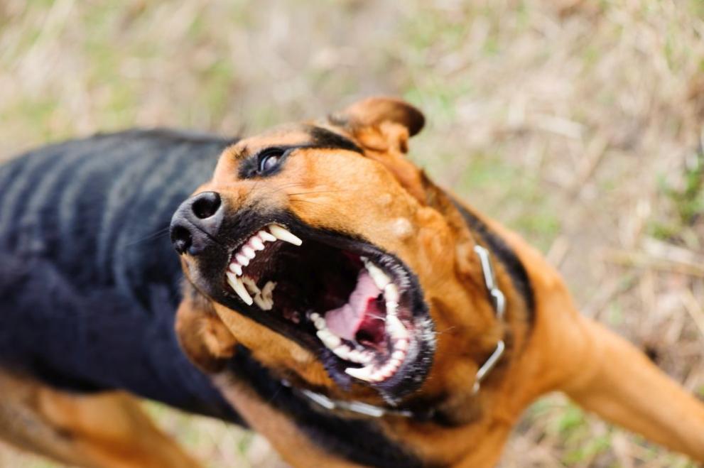 Куче нападна и уби стопанина си в София, съобщи NOVA. 