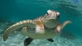  зелена морска костенурка 