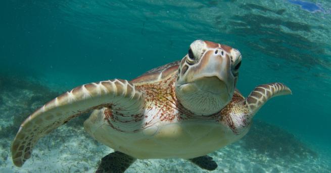 Любопитно Опасна любов: Любопитни факти за зелените морски костенурки Страстта