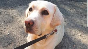 против намордниците