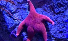  <p><strong>Морска звезда</strong> стана <strong>хит</strong> в обществените мрежи</p> 