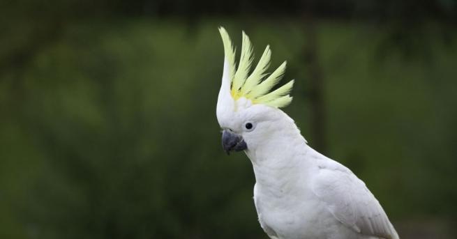 Танцуващ папагал от вида какаду превърнал се в интернет сензация