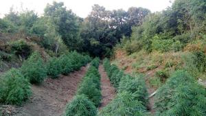 плантация марихуана