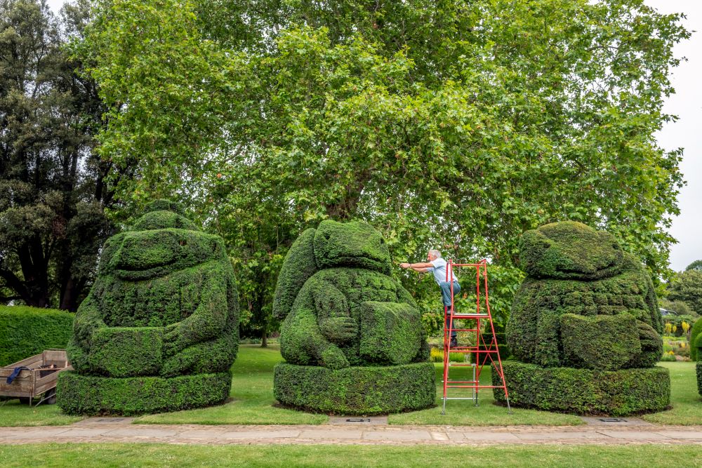 Главният градинар на Hall Place and Gardens в Бексли Крис Райли се пенсионира преди 5 години, но се връща веднъж годишно като доброволец, за да подстригва известните кралски топиари, засадени през 1953 г. По този начин той отбелязва годишнината от коронацията на кралица Елизабет II.