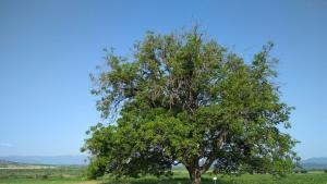 орех Пазарджик