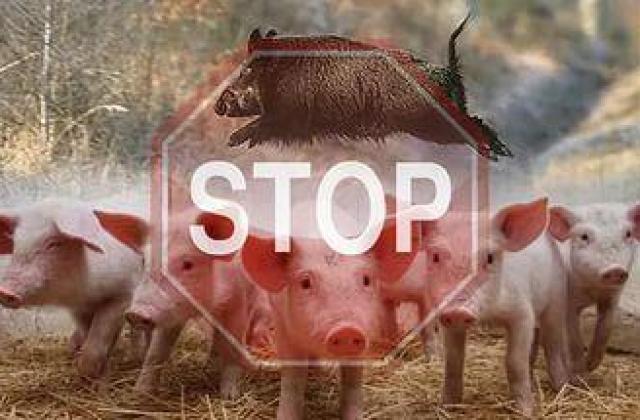 До 18 юли жителите на община Горна Оряховица трябва да заявят броя на домашните свине