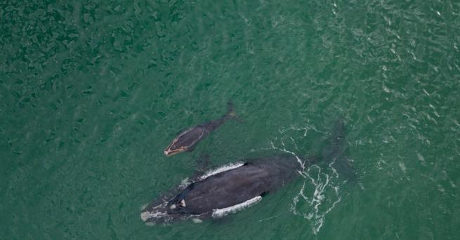 Гладките китове може да са два пъти по-големи от косатките,