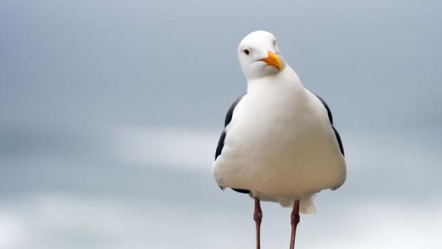 Белгийски град проведе шампионат по имитация на чайка