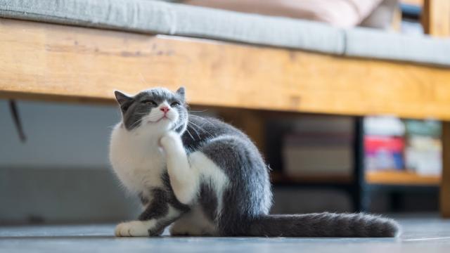 Котка оцеля след падане от 18-ия етаж 