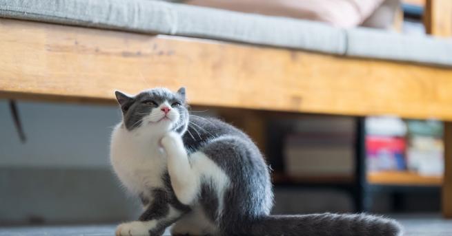 Котка оцеля след като падна от 18 ия етаж на сграда