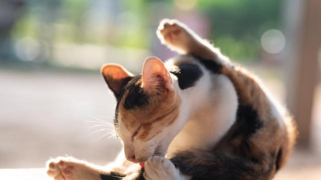 Котка откри стопанката си след 12 години, но се оказа ненужна (СНИМКИ)
