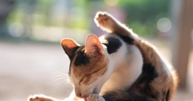 Британска домашна котка на име Джорджи която изчезнала по време