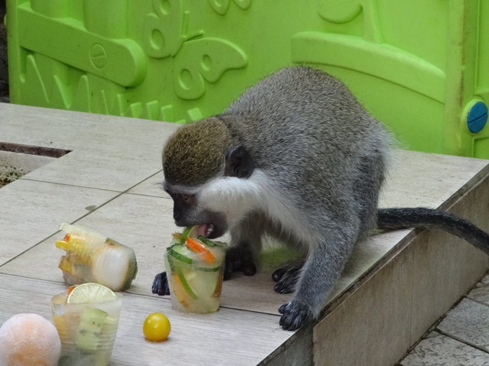 Животните във варненския зоопарк похапват замразени плодове