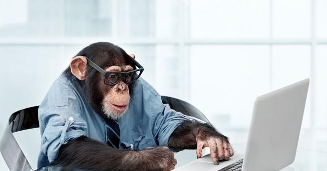 Шимпанзета гледащи видеоклипове заедно получават същото чувство на връзка и