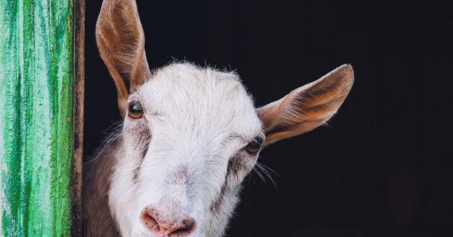 Красивият козел Рамос стана хит в социалните мрежи в Малайзия
