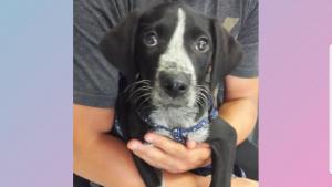 историята на Лъки