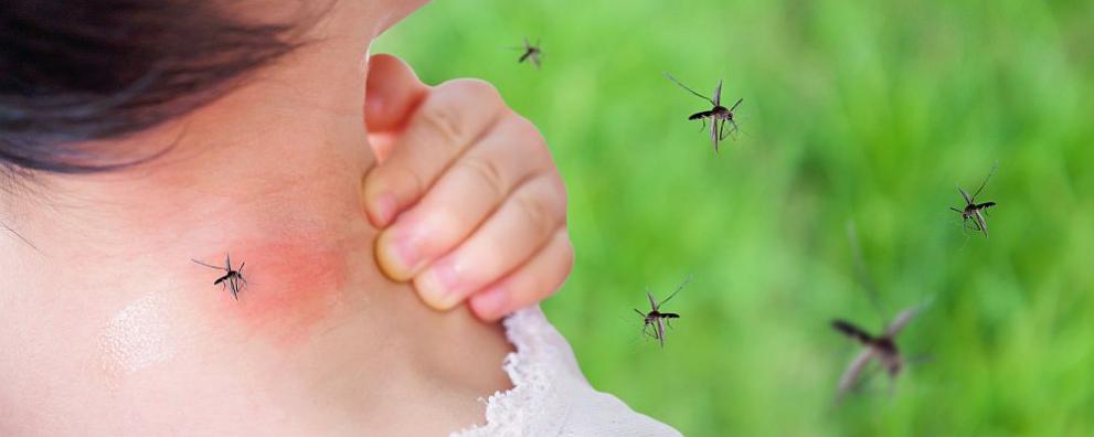 Понякога насекомите и по-специално комарите могат да попречат не само