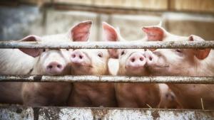 Индустриални свиневъди алармират за нова вълна на африканската чума по