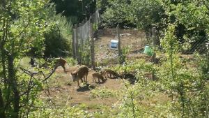 незаконен волиер