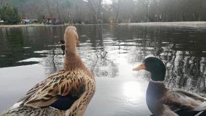 Благоевград