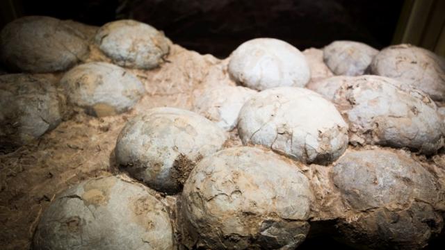 Дете откри 11 динозавърски яйца на 66 милиона години (СНИМКИ)
