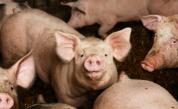  Започва изплащането на помощта поради чумата по свинете 