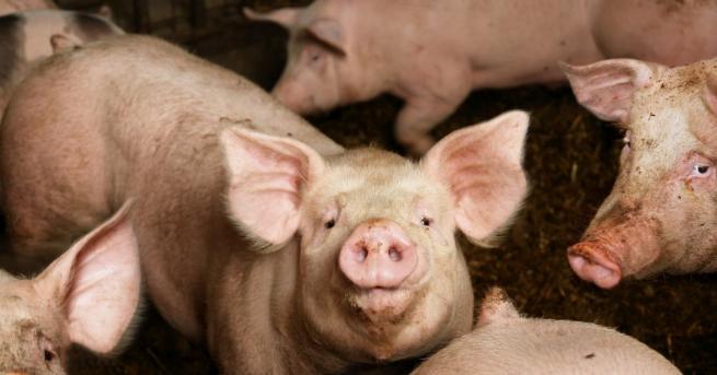 Държавен Фонд Земеделие преустановява проверките на място във всички животновъдни