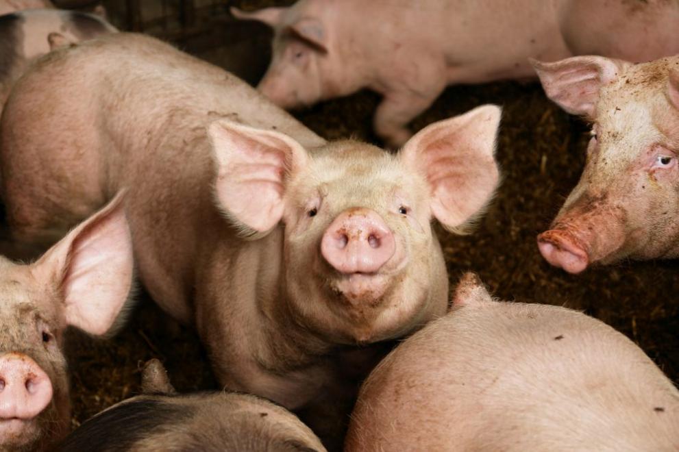 Регистрирани са три случая на африканска чума по свинете в