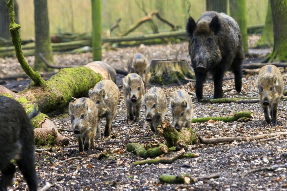  диво прасе свиня 