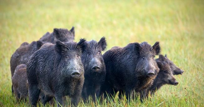 Африканската чума по свинете АЧС е на път да блокира дърводобива