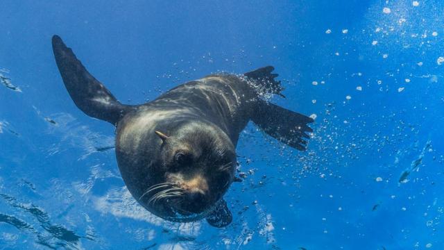400 морски лъва станаха жертва на птичи грип край Уругвай