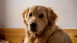 куче бернард изчезнало голдън ретривър