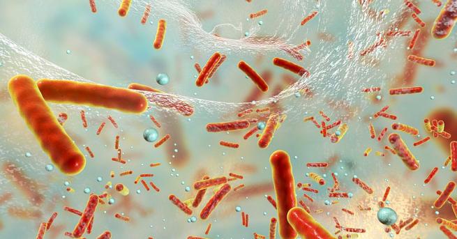 Златистият стафилокок Staphylococcus aureus един от най опасните патогени в света