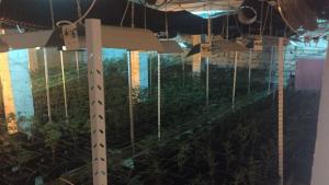 наркооранжерия