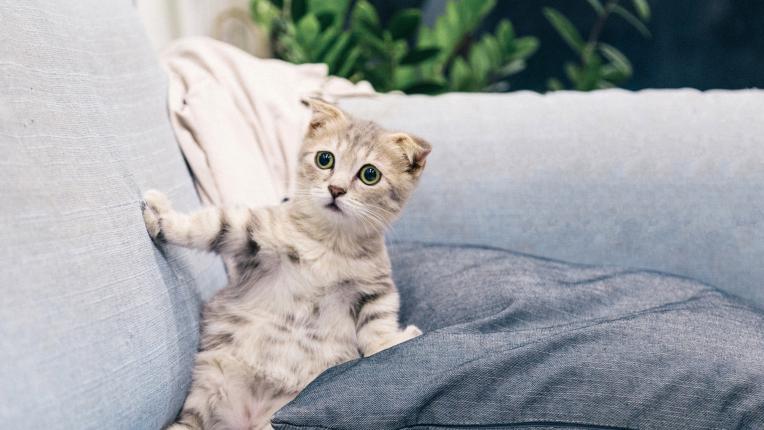  10 неща, които би споделила котката ти, в случай че можеше да приказва 
