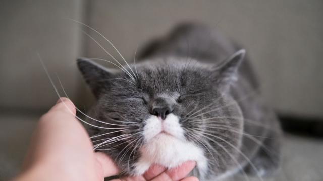 Опитват да създадат хипоалергенни котки 