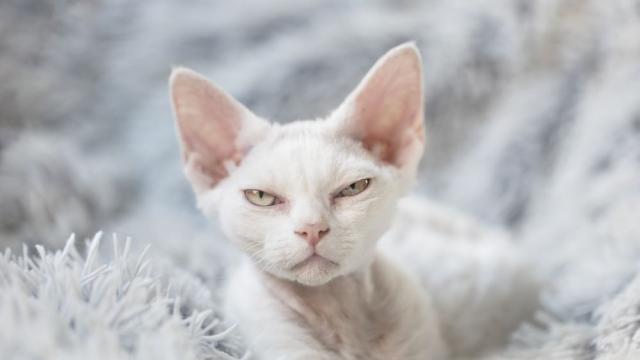 Как да отучим котката да хапе