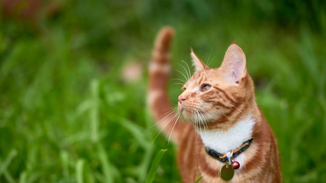 Котка измина 1200 километра