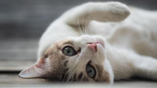 Защо котките спят със стопаните си? (СНИМКИ)