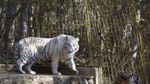 обновяване на Зоопарка