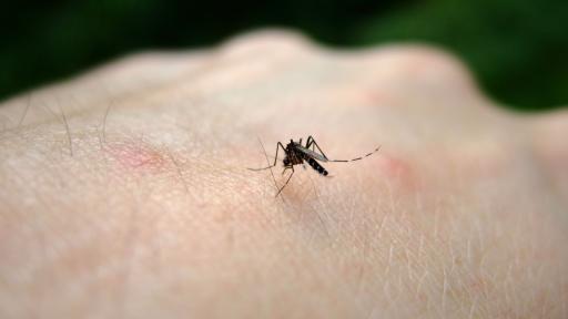  Още два случая на Западнонилска тресчица 