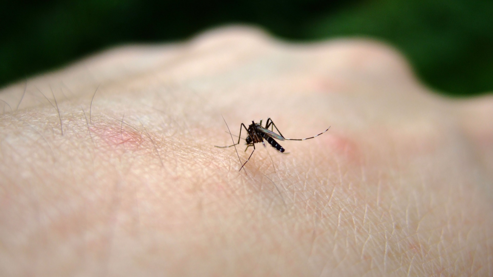 <p><strong>Денга</strong></p>

<p>Тази смъртоносна болест се предава чрез комари в тропическите региони на света. Симптомите включват обрив, треска, главоболие, кървене от носа и венците, а също и болки в костите. Болестта може бързо да стане фатална в случаи, когато човек развие хеморагична треска, увреждане на органите, тежко кървене и/или обезводняване.</p>