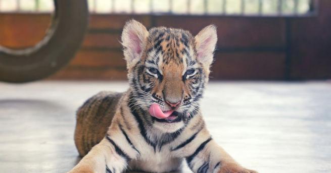 Полицията оповести, че две бебета тигри са били открити във
