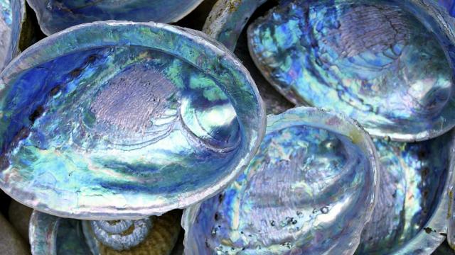 Сините морски миди филтрират замърсителите във водата