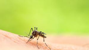 Обработка срещу комари ще се извърши на 20 юли по
