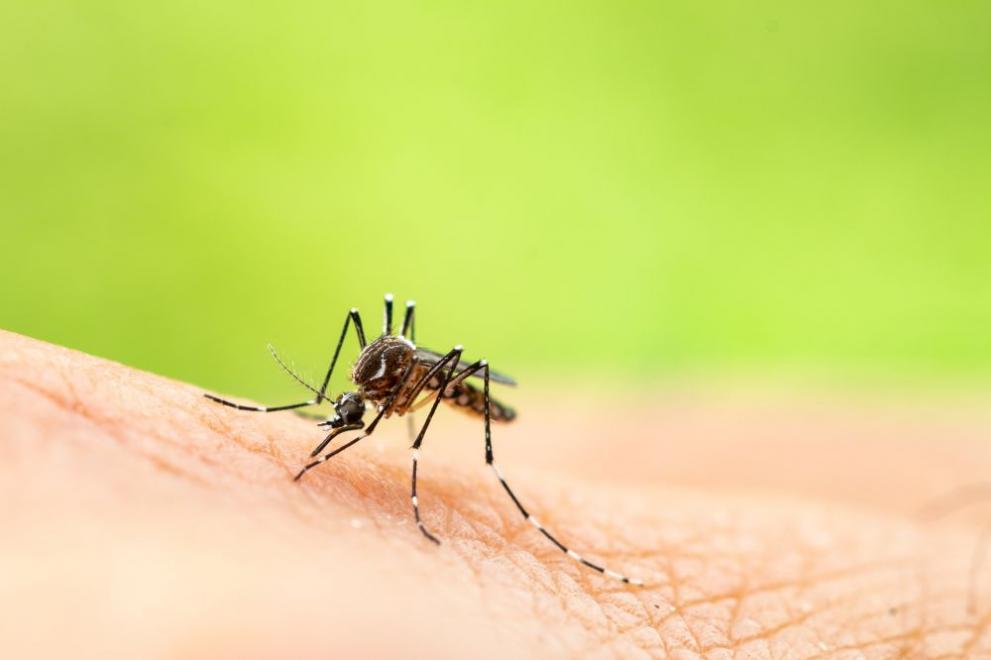 Обработка срещу комари ще се извърши на 20 юли по