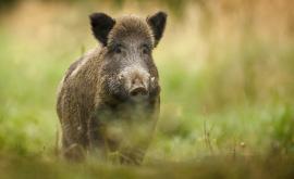  <p><strong>Диво прасе</strong> атакува и рани <strong>турист</strong> в Стара планина</p> 